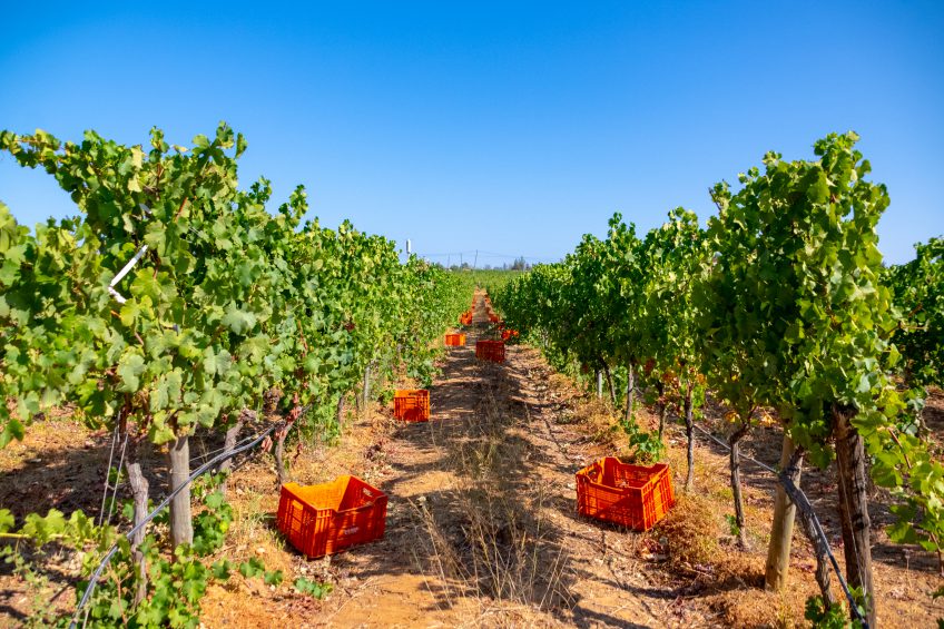 Harvesting in the Algarve: the soul of Páxa wines