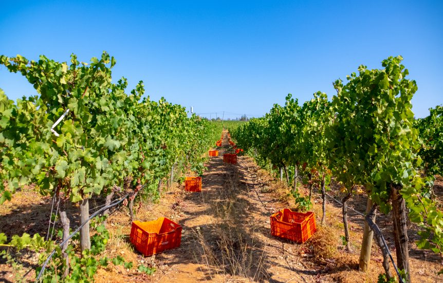 Harvesting in the Algarve: the soul of Páxa wines